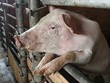 Минск заподозрили в сокрытии африканской чумы свиней