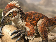 Российские палеонтологи открыли новый вид древнего животного