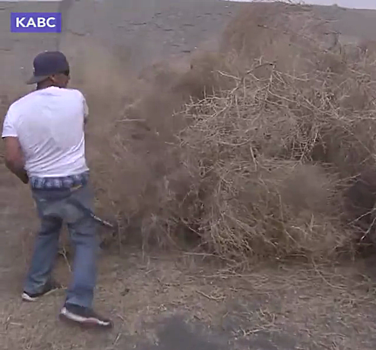 Необычное стихийное бедствие на дорогах Калифорнии