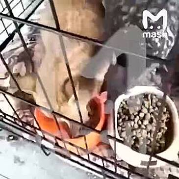 Пережившая осаду в Курской области курица перестала есть