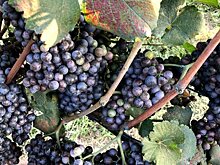 Молодое вино: за сдачей винограда в Грузии наблюдают онлайн