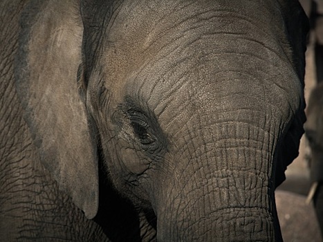 Активисты просят освободить печального слона