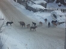 Активисты Народного фронта призвали власти Томского района решить проблему с отловом стай бродячих собак