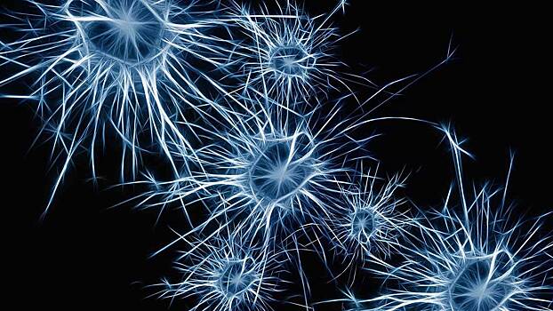 Почему нервные клетки не восстанавливаются