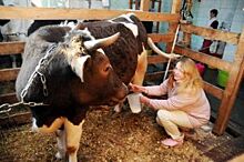 Южноуральское молочное животноводство получит господдержку