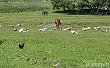 В Курской области выросло производство мяса, молока и яиц