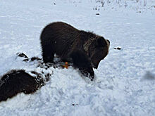 В России на трассе сбили медведицу с медвежонком
