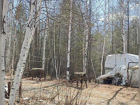 Свиньи держат в страхе жителей СНТ «Восток»
