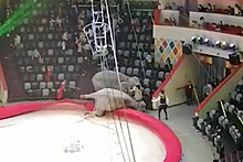 В цирке Казани слоны подрались во время представления