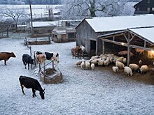В Удмуртии ввели режим повышенной готовности из-за угрозы заноса опасных болезней животных