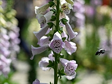 Все краски "утра цветов" на водно-болотных угодьях Сиси