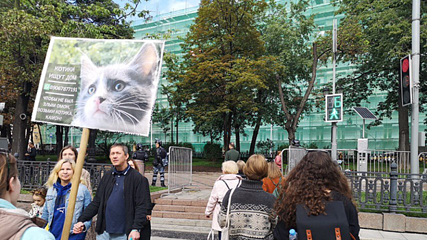 Москвичку оштрафовали за плакат «Отдам котят в добрые руки»