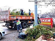 Непроданные елки и сосны отправили на корм животным в Ростовский зоопарк