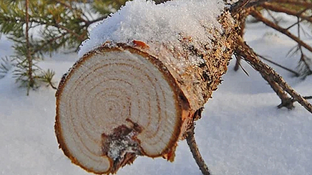 В Лабытнанги неизвестные спилили ель