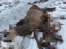 В Курской области нашли мертвых косуль