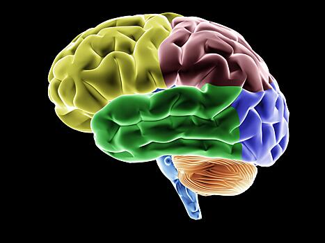 Учёные рассказали, как повысить активность мозга