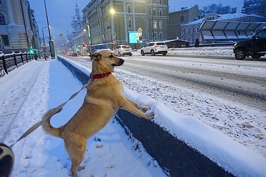 Тишковец: В Москве за сутки выпало 15% месячной нормы осадков