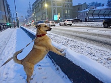 Тишковец: В Москве за сутки выпало 15% месячной нормы осадков