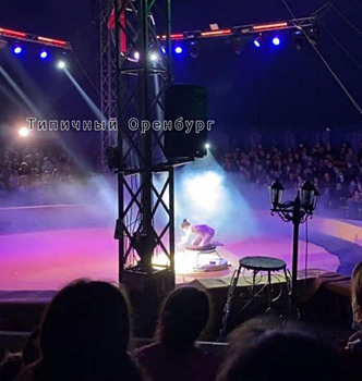 В социальных сетях появились кадры с представления в цирке в Оренбурге