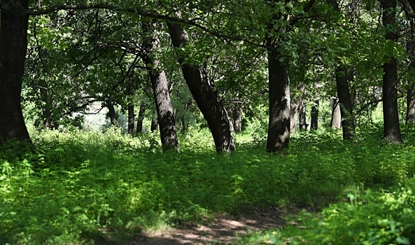 В Волгоградской области продлили запрет на посещение лесов