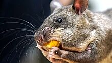 Использование крыс для поиска рака у человека назвали успешным