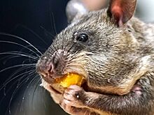Использование крыс для поиска рака у человека назвали успешным