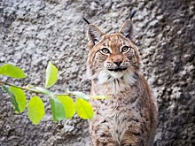 Количество рысей в Подмосковье выросло до 80 особей