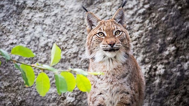 Количество рысей в Подмосковье выросло до 80 особей