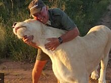 Две львицы растерзали спасшего их хозяина
