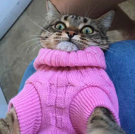 Когда на кота надели свитер, а он пытается себя сфотографировать в этот момент.