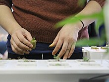 В России разработали автоматическую систему для выращивания растений без почвы
