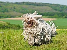 Самые странные породы собак