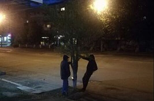 В Челябинске ищут заказчиков спила деревьев ради рекламы