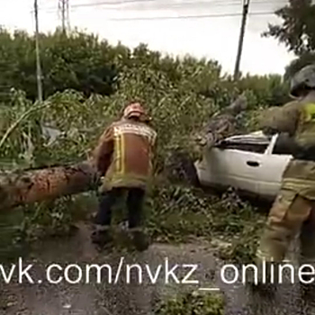 Дерево упало на проезжающий автомобиль в Новокузнецке