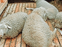 Из Волгоградской области экспортировали в Китай свыше 40 тонн овечьей шерсти