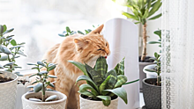 Ветеринар назвала смертельно опасные для домашних животных комнатные растения