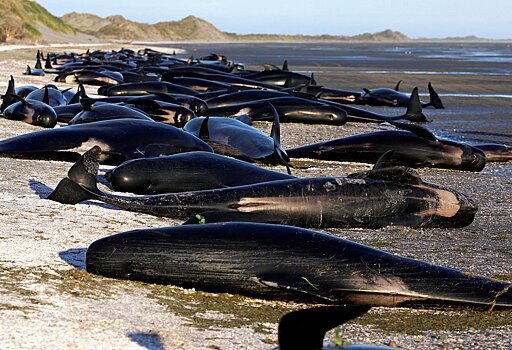 В Новой Зеландии спасли 28 черных дельфинов