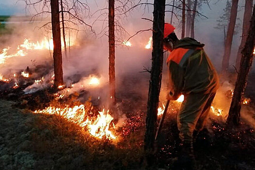 Greenpeace спрогнозировал вторую волну лесных пожаров в России