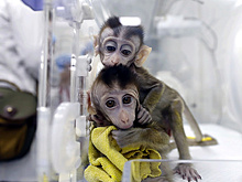 В Китае зафиксировали нехватку обезьян для лабораторных исследований