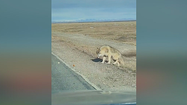 Волк, прикармливаемый туристами в Китае, начал попрошайничать на шоссе