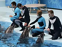 Москвичи выбрали имя Флиппи для дельфиненка из "Москвариума"