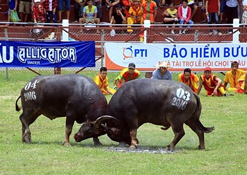 Вьетнамский минкульт призывает остановить бои буйволов