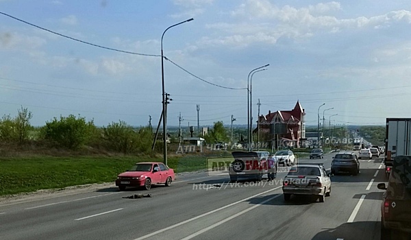 Под Курском автомобилист сбил косулю