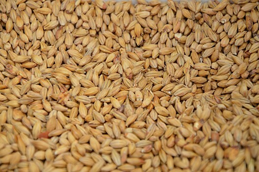 Госзакупки зерна не окажут влияния на внутренний рынок, считают эксперты