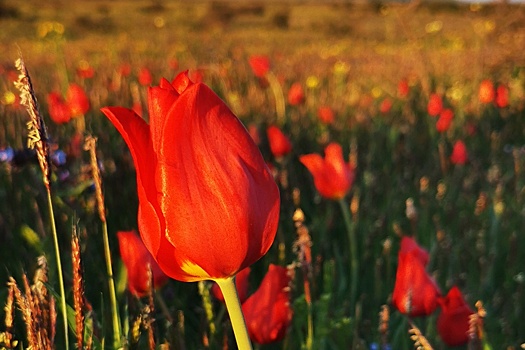Где в Крыму можно увидеть цветение диких тюльпанов