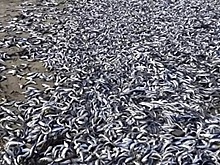 Побережье Сахалина засыпало тоннами тихоокеанской сельди