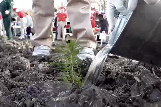 В Новороссийске высадили 80 тысяч деревьев