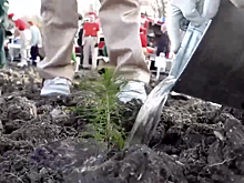 В Новороссийске высадили 80 тысяч деревьев