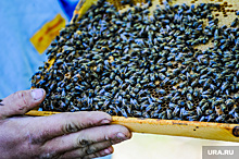 В Союзе пчеловодов РФ раскрыли, как спасти отрасль. Ответ Минсельхоза РФ
