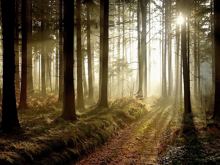 Леса неслучайно называют легкими планеты. Деревья снижают парниковый эффект, благодаря лесу на нашей планете существует атмосфера, пригодная для жизни. Одно дерево за всю свою жизнь способно переработать тонну углекислого газа, производя примерно сто кубометров кислорода в год. Этого количества кислорода хватит на целый год небольшой семье.
